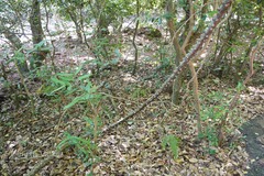 Caesalpinia cucullata